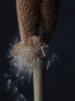 Flora typha