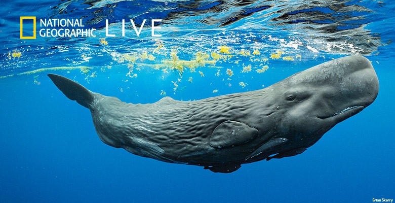 Brian Skerry's underwater photo of whale