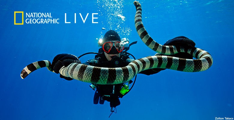 Underwater photo of Zoltan Takacs scuba diving, holding a large striped snake with both hands/arms