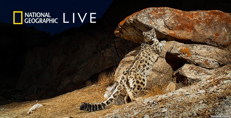 Photo of snow leopard on rocky hillside, at night with flash & Nat Geo Live logo