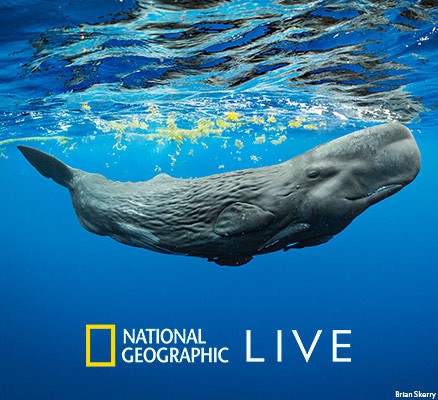 Brian Skerry's underwater photo of whale