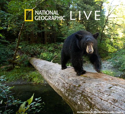 Photo of black bear