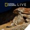 Photo of snow leopard on rocky hillside, at night with flash & Nat Geo Live logo